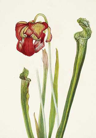 德拉蒙德猪笼草。鸡血藤`Drummond Pitcherplant. Sarracenia drummondii (1925) by Mary Vaux Walcott