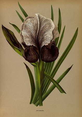 鸢尾`Iris Susiana (1872~1881) by Arentine H. Arendsen