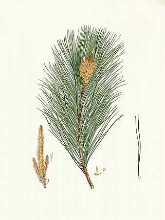 马尾松=印度松`Pinus massoniana = Indian pine (1837) by Aylmer Bourke Lambert