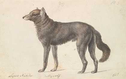 黑狼`Black Wolf (1837) by Charles Hamilton Smith