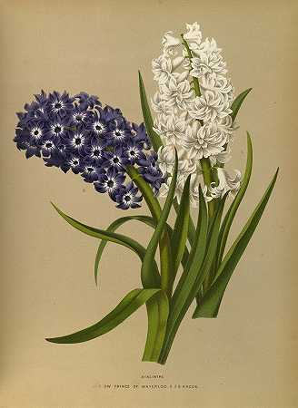 风信子10`Hyacinths 10 (1872~1881) by Arentine H. Arendsen