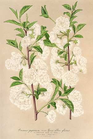 日本李`Prunus (sinensis) japonica (1854~1896) by Charles Antoine Lemaire