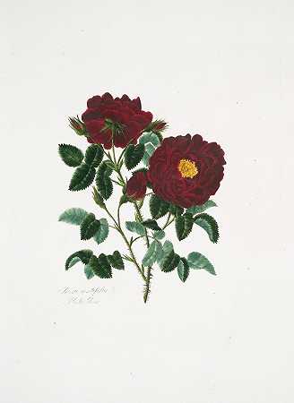 五叶蔷薇`Rosa centifolia4 (1799) by Mary Lawrance