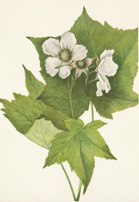 白花覆盆子。小花悬钩子`Whiteflowering Raspberry. Rubus parviflorus (1925) by Mary Vaux Walcott