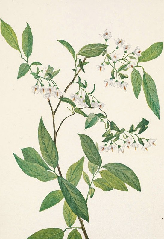 迪尔贝里。雄蕊多囊藻`Deerberry. Polycodium stamineum (1925) by Mary Vaux Walcott