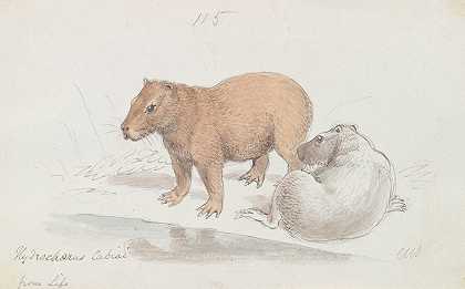 水豚`The Capybara (1837) by Charles Hamilton Smith