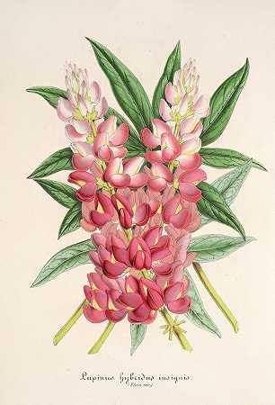 羽扇豆（杂交）`Lupinus insignis (hybridus) (1854~1896) by Charles Antoine Lemaire
