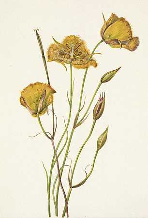 圣地亚哥马里波萨。威迪卡罗库特斯`San Diego Mariposa. Calochortus weedii (1925) by Mary Vaux Walcott