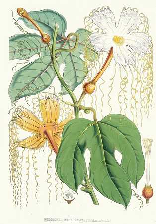 Hodgsonia Heteroclita Hook。菲尔。埃特·汤姆斯。（雌性植物）。`Hodgsonia Heteroclita, Hook. fil. et Thoms. (Female plant). (1855) by Walter Fitch Hood