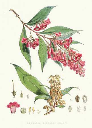 Buddleia Colvilei，H.f.和T。`Buddleia Colvilei, H.f. and T. (1855) by Walter Fitch Hood