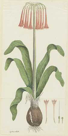 Lindl的尸体Cyrtanthus。（沙百合）`Cyrtanthus carneus Lindl. (Sand~lily) (1777 ~ 1786) by Robert Jacob Gordon