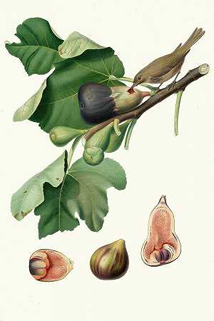 生育无花果，或039年无花果骨头。[无花果无花果]`Fico Fetifero, o Fico dellOsso. [Ficus carica sativa ; Fig] (1817~1839) by Giorgio Gallesio