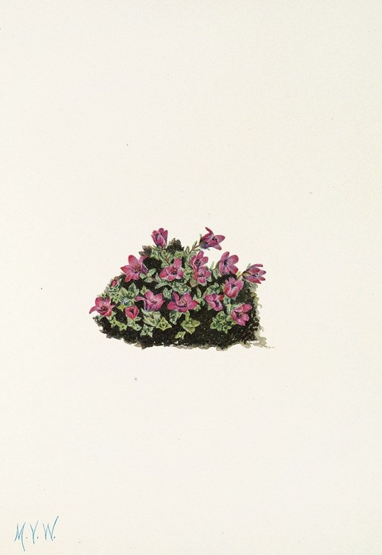 紫色虎耳草。（虎耳草）`Purple Saxifrage. (Saxifraga oppositifolia) (1925) by Mary Vaux Walcott
