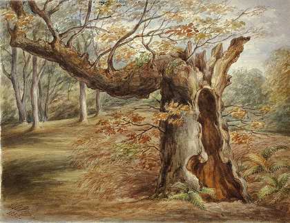 腐烂的树`Rotting Tree (1850) by Elizabeth Murray