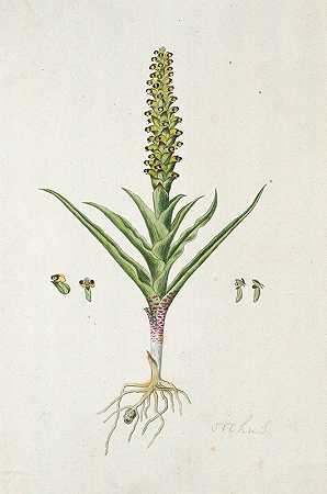 山茱萸`Corycium orobanchoides (L.f.) Swartz (1777 ~ 1786) by Robert Jacob Gordon