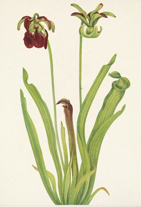 甜猪笼草。红毛沙兰`Sweet Pitcherplant. Sarracenia rubra (1925) by Mary Vaux Walcott