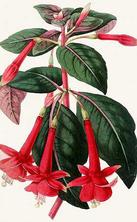 多米尼亚紫红色`Fuchsia Dominiana (1852~1861)