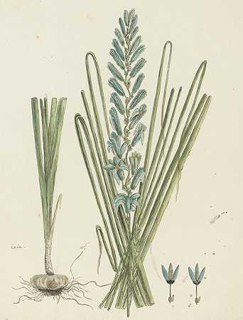 绿色伊克夏。（图尔库塞·伊克夏）`Ixia viridiflora Larn. (Turqoise ixia) (1777 ~ 1786) by Robert Jacob Gordon