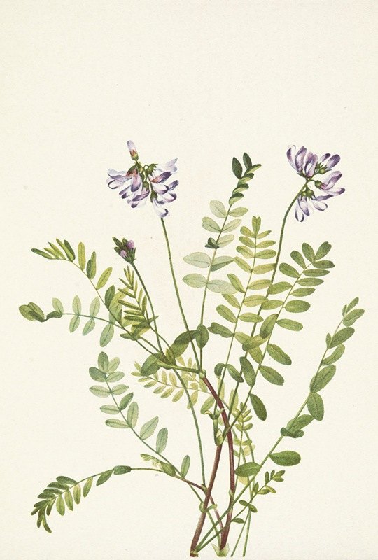 高山黄芪。高山黄芪`Alpine Milkvetch. Astragalus alpinus (1925) by Mary Vaux Walcott