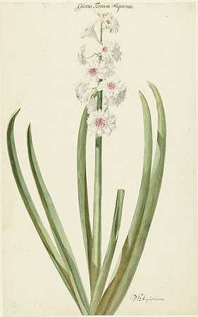 粉色风信子Gloria Florum Suprema`De rozewitte hyacint Gloria Florum Suprema (1735 ~ 1773) by Jan Augustini