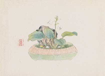 盆景卡本祖，Pl.09`Bonsai kabenzu, Pl.09 (1868~1912)