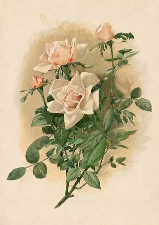 瓦隆布罗萨公爵夫人玫瑰`Duchesse de Vallombrosa Roses (1888) by Thaddeus Welch