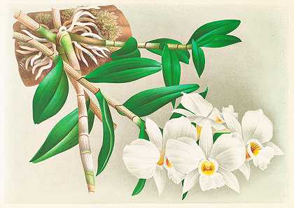 漏斗石斛`Dendrobium infundibulum (1885~1906) by Jean Jules Linden