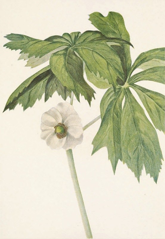 梅亚普。盾叶鬼臼`Mayapple. Podophyllum peltatum (1925) by Mary Vaux Walcott