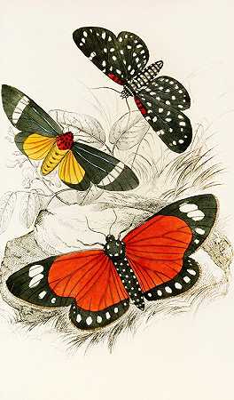 超卡帕Sybaris、地中海丽蝇、菲律宾丽蝇`Hypercampa Sybaris, Callimorpha Helcita, Callimorpha Phileta (1833) by James Duncan