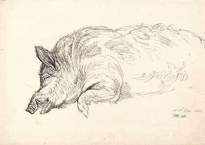 野猪`Wild Boar (1814) by James Ward