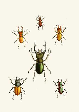东方昆虫学席`The cabinet of oriental entomology Pl XI (1848) by John Obadiah Westwood