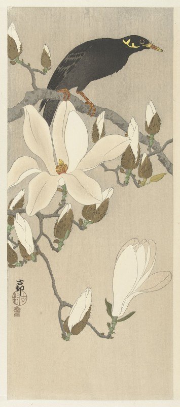 八哥木兰枝`Myna on Magnolia Branch (1900 ~ 1910) by Ohara Koson