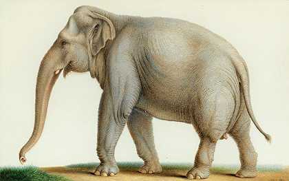 印度象`An Indian Elephant (1810) by Nicolas Huet The Younger