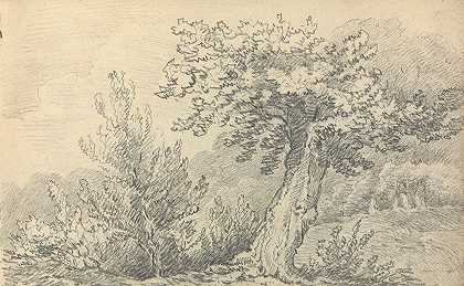 树木和灌木的研究`Study of Trees and Shrubs by Thomas Bradshaw