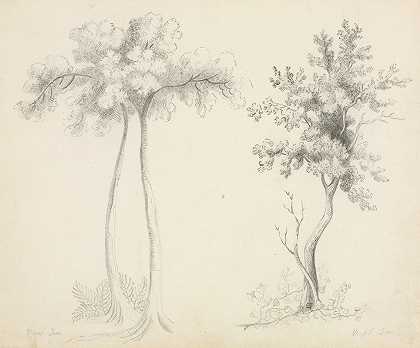 Upas和枫树的研究`Studies of Upas and Maple Trees by Mary Altha Nims