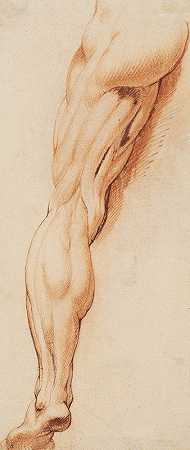 解剖学研究（écorché）。一个男人从后面看，她剥皮的左腿`Anatomical Study (écorché). A mans flayed left leg seen from the back (1628 – 1630) by Willem Panneels