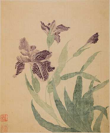 鸢尾花`Irises (1690) by Ma Yuanyu