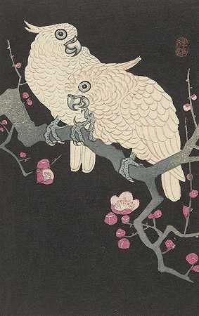 两只凤头鹦鹉和梅花`Two cockatoo and plum blossom (1925 ~ 1936) by Ohara Koson