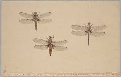 三只蜻蜓`Three Dragonflies (1681) by Rochus van Veen