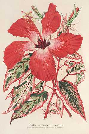 木槿`Hibiscus (et mieux Ibiscus) Cooperi (1854~1896) by Charles Antoine Lemaire