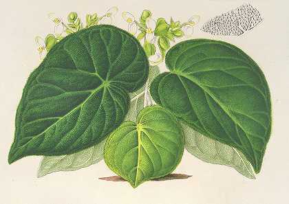 帝国秋海棠`Begonia imperialis (var. smaragdina) (1854~1896) by Charles Antoine Lemaire