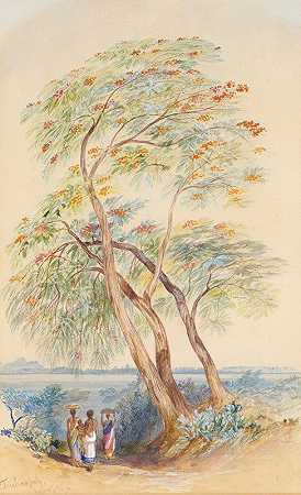 树木研究，旋毛虫，印度`Tree Study, Trichinopoly, India (1874) by Edward Lear