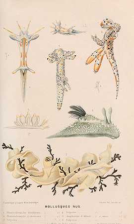 裸体软体动物II`Mollusques nus II (1866) by Alfred Frédol