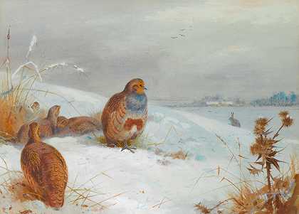艰难时期——鹧鸪和野兔`Hard Times – Partridges And A Hare (1892) by Archibald Thorburn