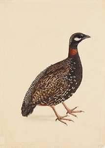 黑鹧鸪`
A Black Partridge (c. 1800)  by Company School