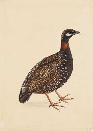 黑鹧鸪`A Black Partridge (c. 1800) by Company School