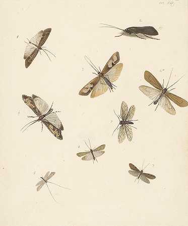 八蛾研究单`Studieblad met acht nachtvlinders (1824 ~ 1900) by Albertus Steenbergen
