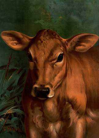 小牛和头`Calfs Head (1887) by Thaddeus Welch