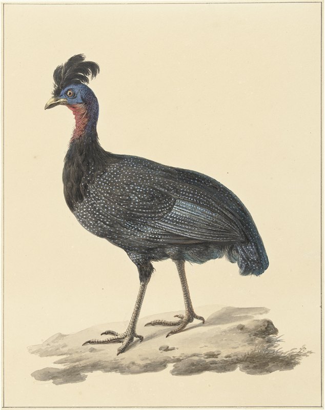 立方参数`Kuifparelhoen (1759 ~ 1842) by Pieter Pietersz. Barbiers