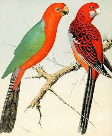 国王鹦鹉，三角旗和帕拉凯特`King Parrot, Pennants Parrakeet (1878) by W. A . Blakston